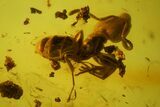 Detailed Fossil Daddy Long-leg, Ant & Flower Stamen in Baltic Amber #163506-3